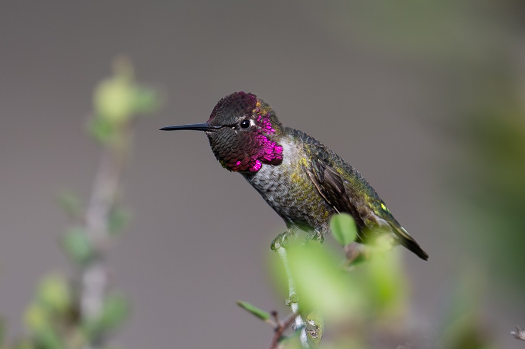 Anna's Hummingbird - ML646027553