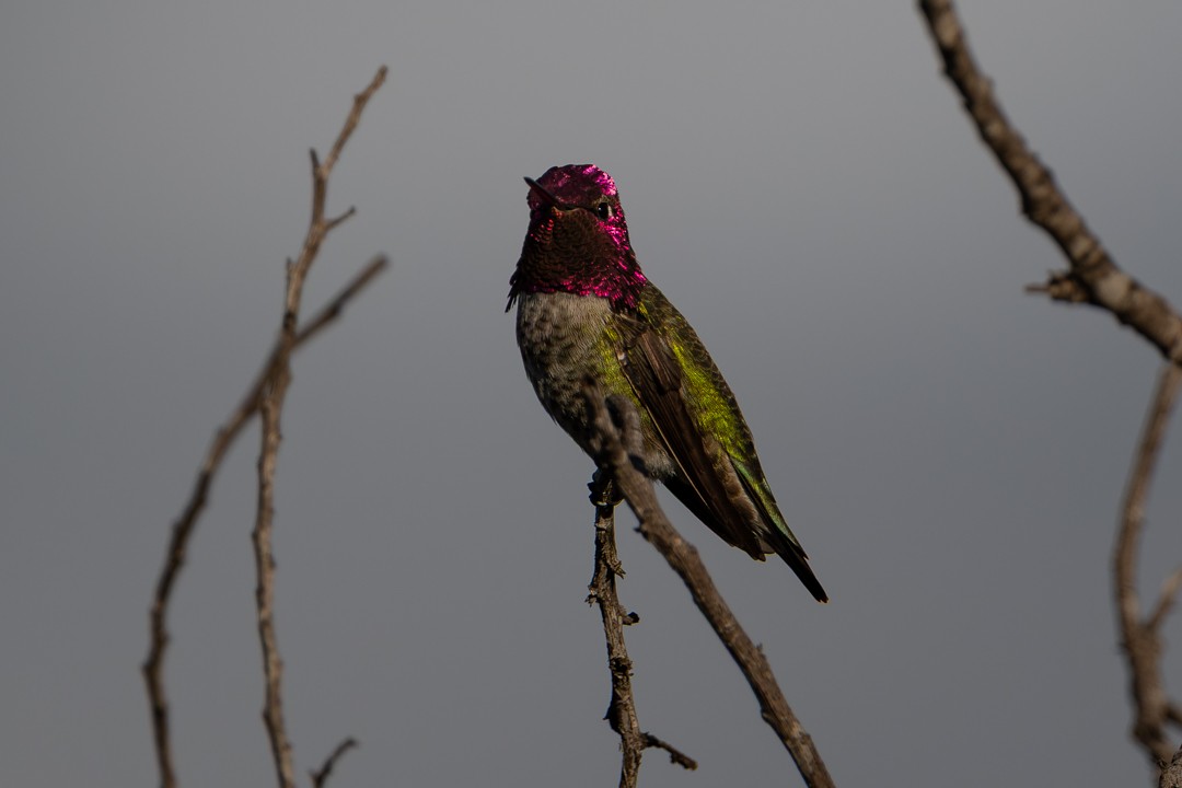 Anna's Hummingbird - ML646027554