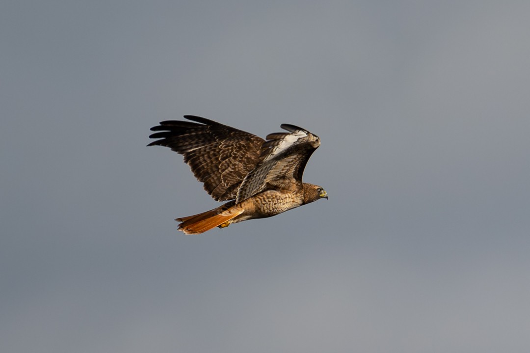 Red-tailed Hawk - ML646027555