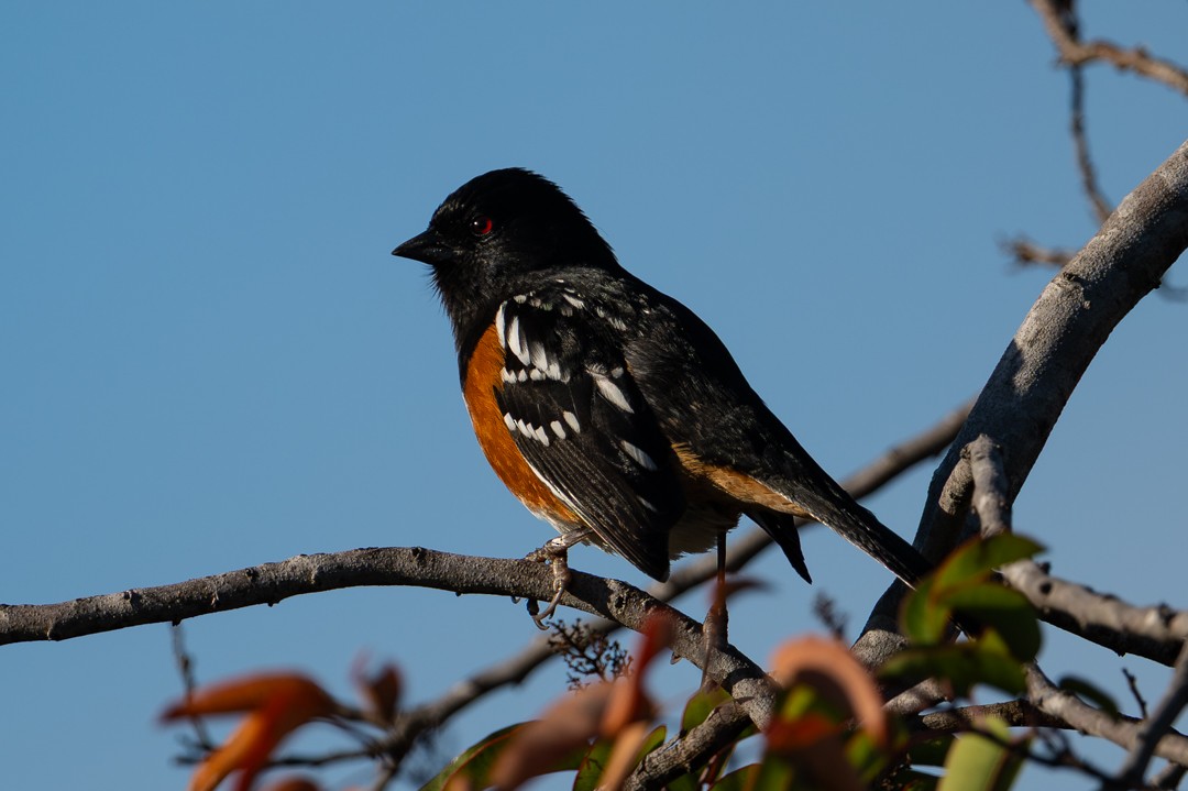 Spotted Towhee - ML646027556