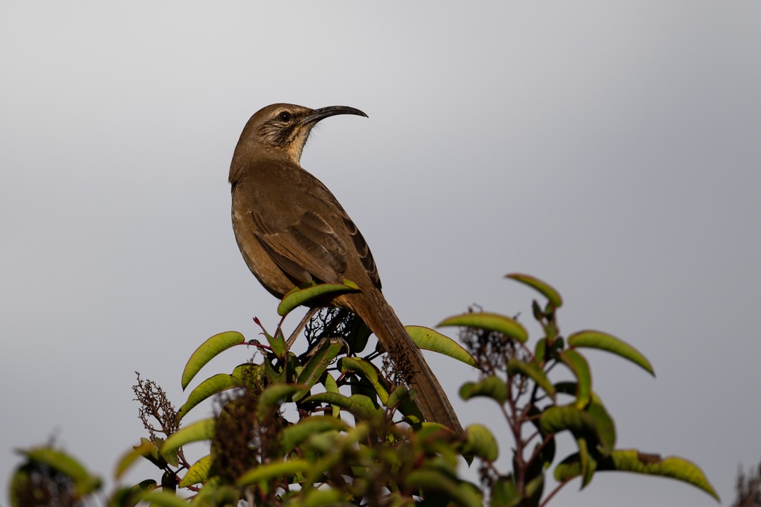 California Thrasher - ML646027557
