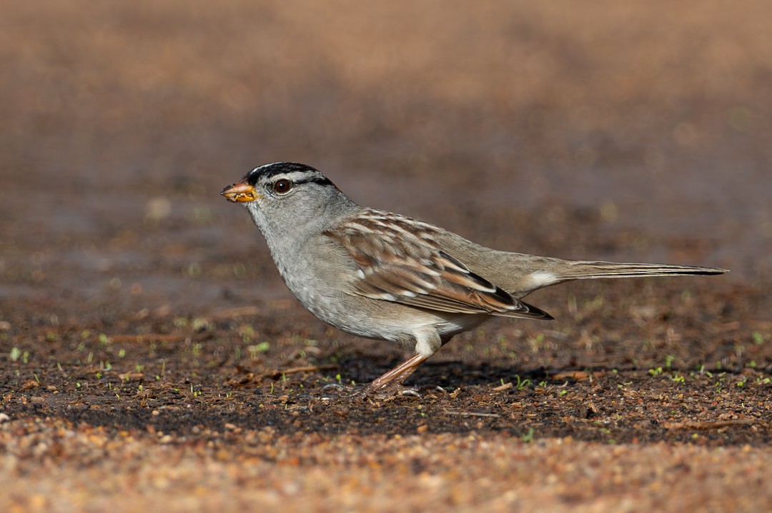 White-crowned Sparrow - ML646027558