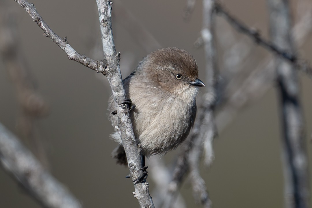 Bushtit - ML646027559