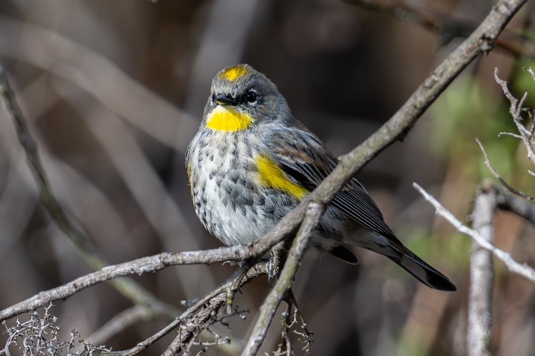 Пісняр-лісовик жовтогузий - ML646027560