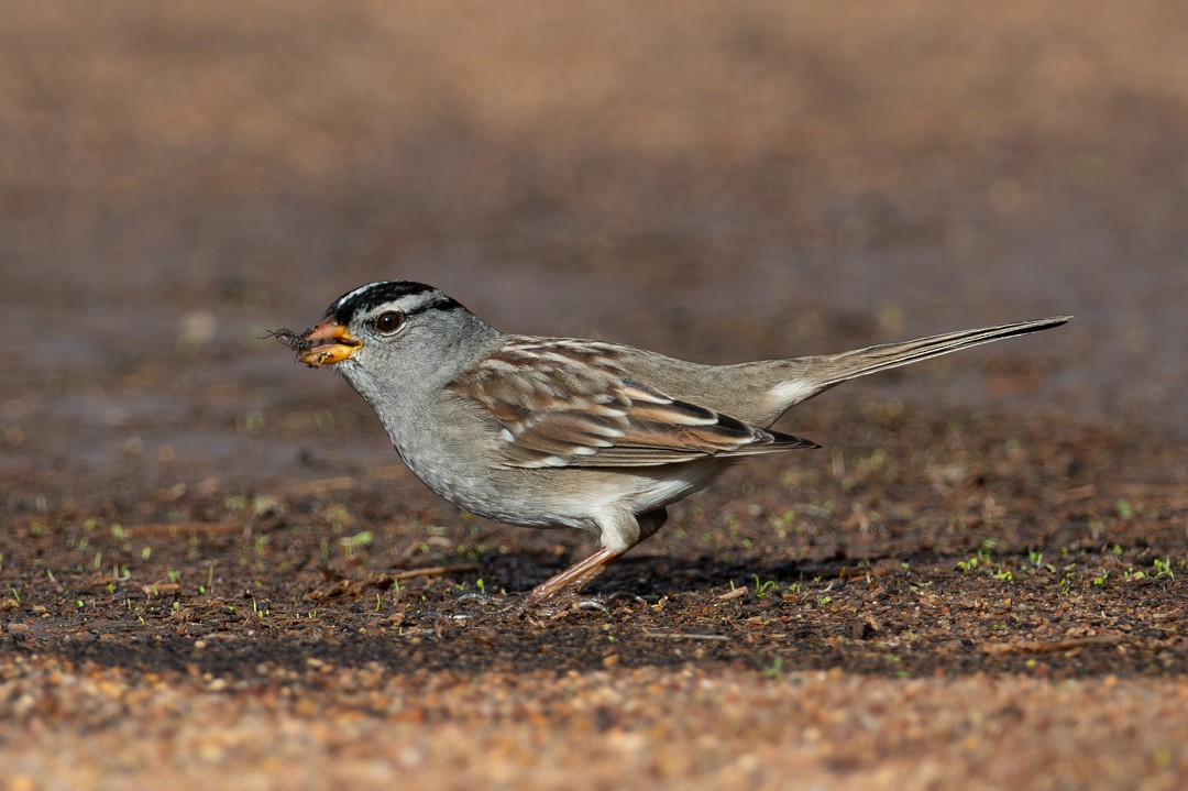 White-crowned Sparrow - ML646027561