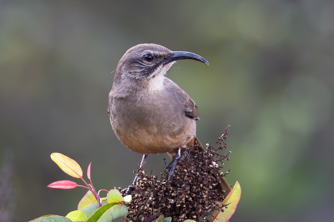 California Thrasher - ML646027562