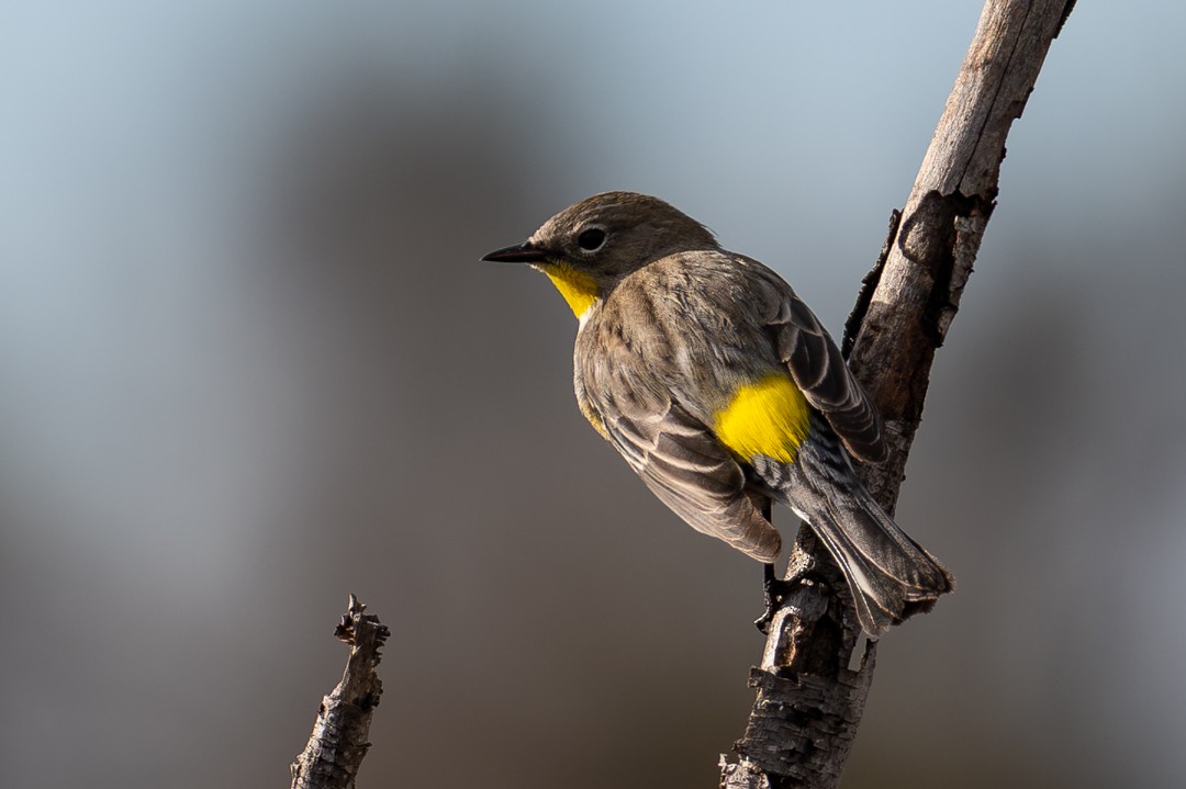Пісняр-лісовик жовтогузий - ML646027563