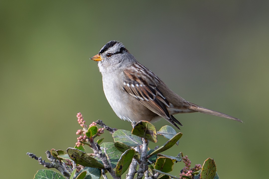White-crowned Sparrow - ML646027564