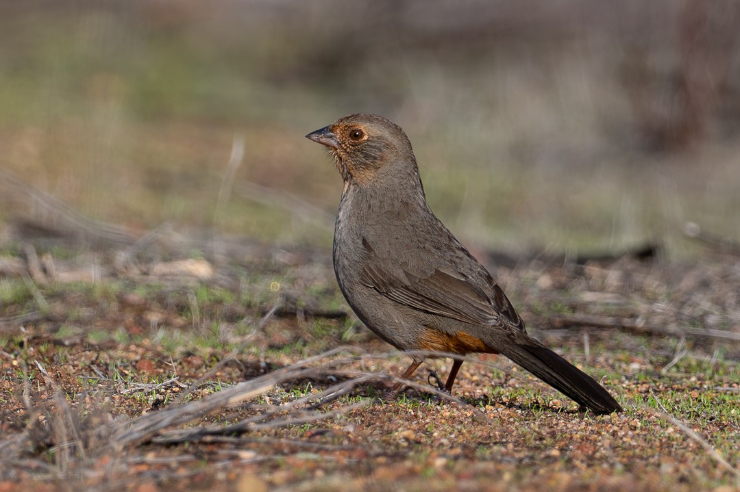 California Towhee - ML646027565