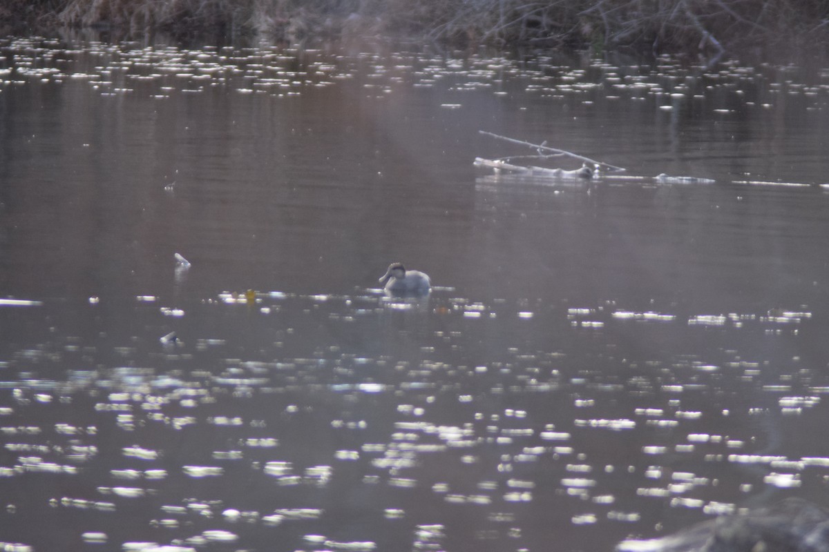 Нерозень - ML646027566