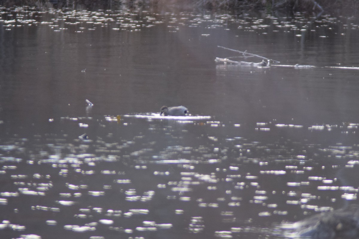 Нерозень - ML646027567