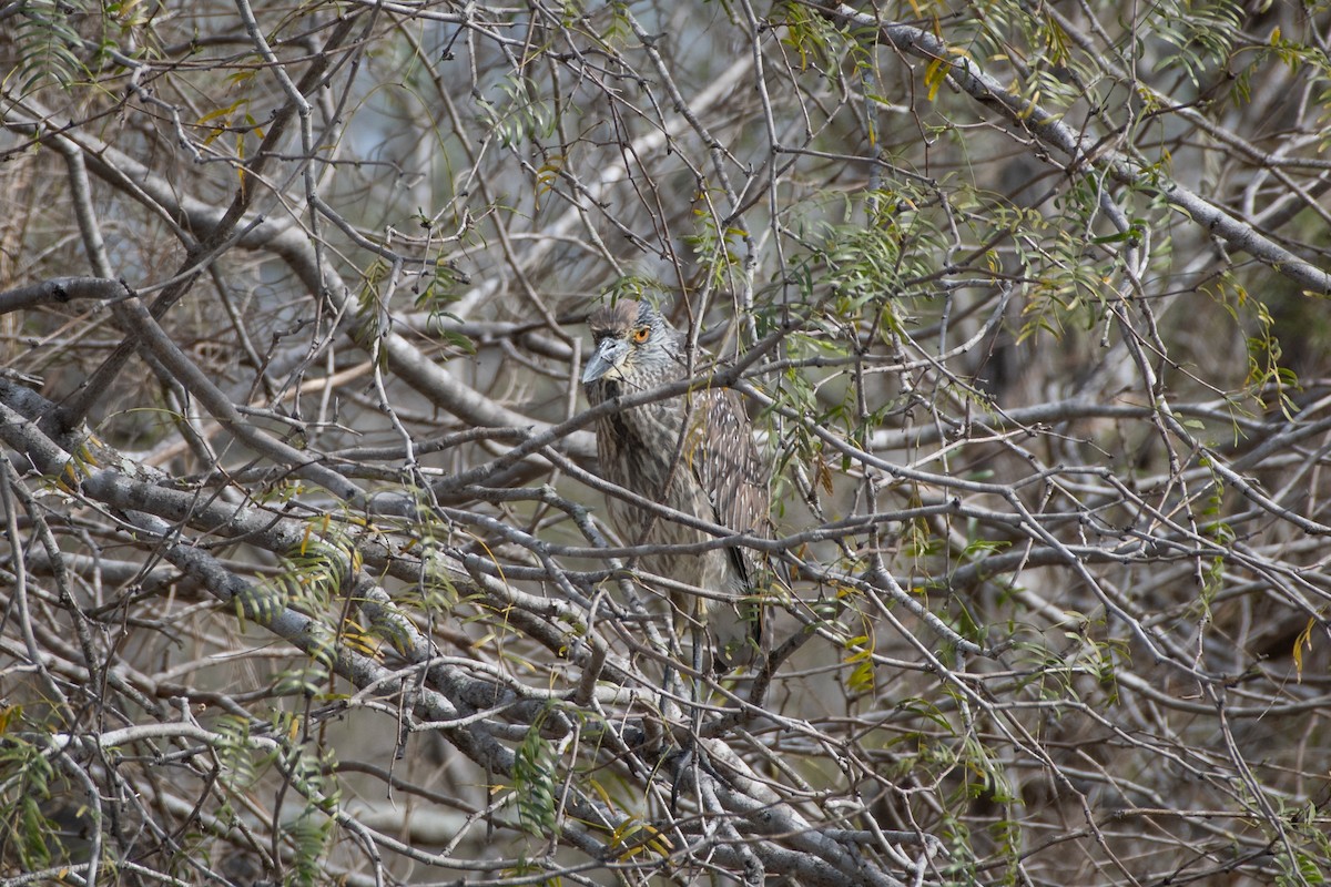 Квак чорногорлий - ML646027568