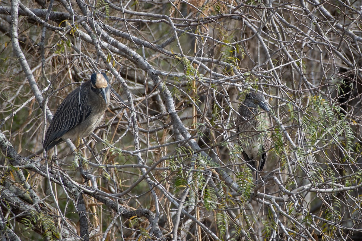 Квак чорногорлий - ML646027570