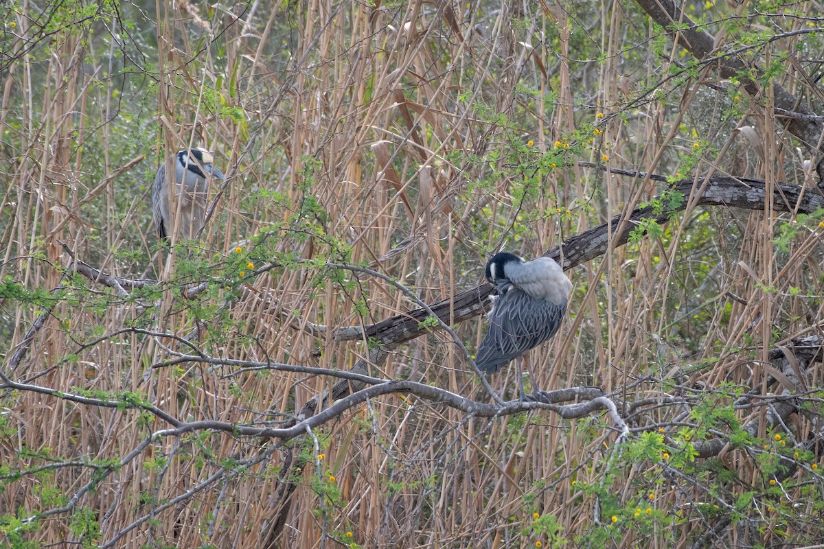 Квак чорногорлий - ML646027578