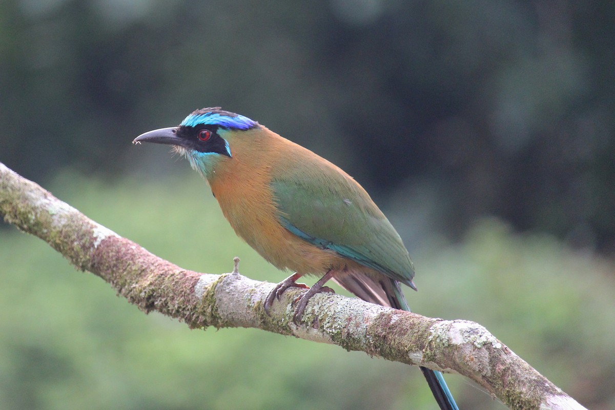 Lesson's Motmot - ML646027580