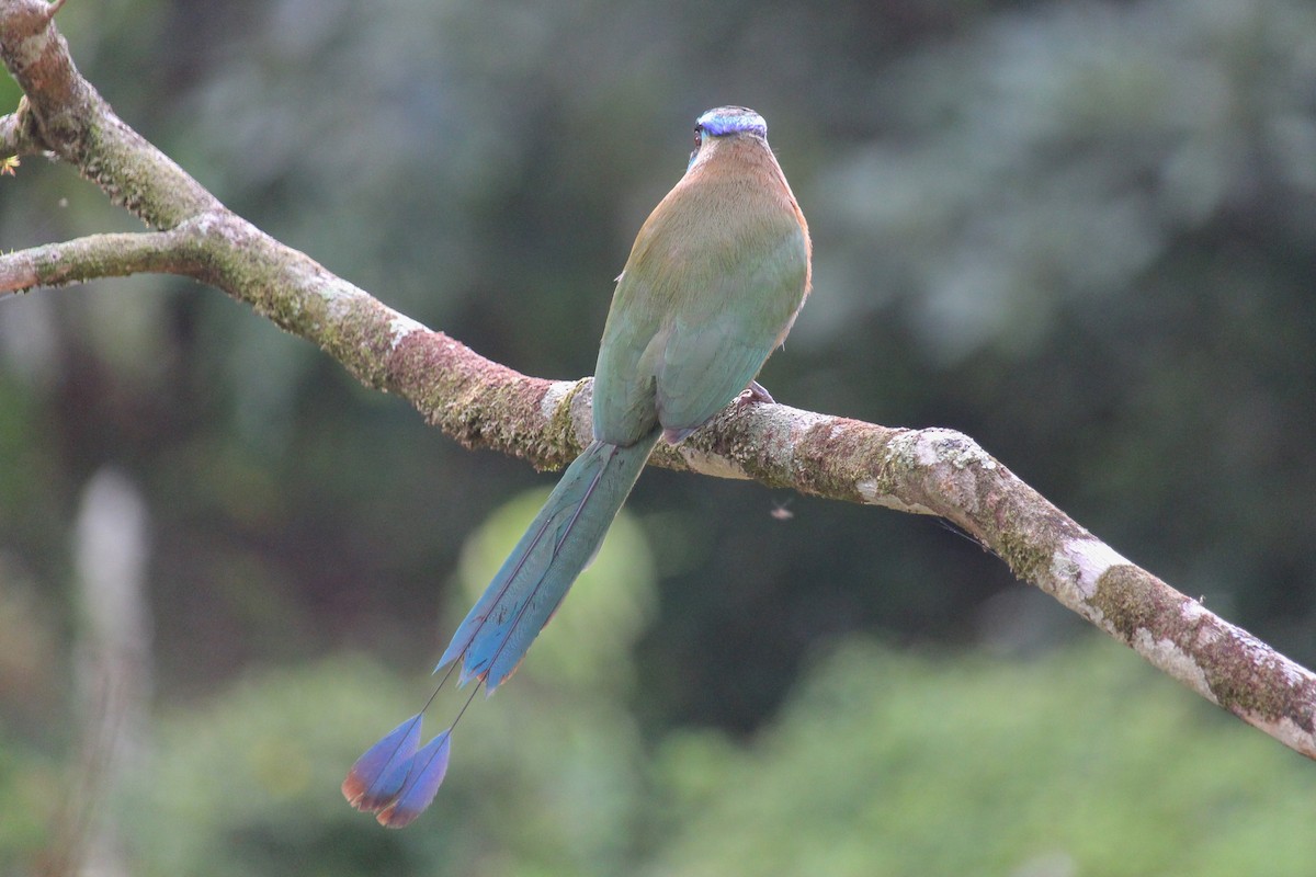 Lesson's Motmot - ML646027581