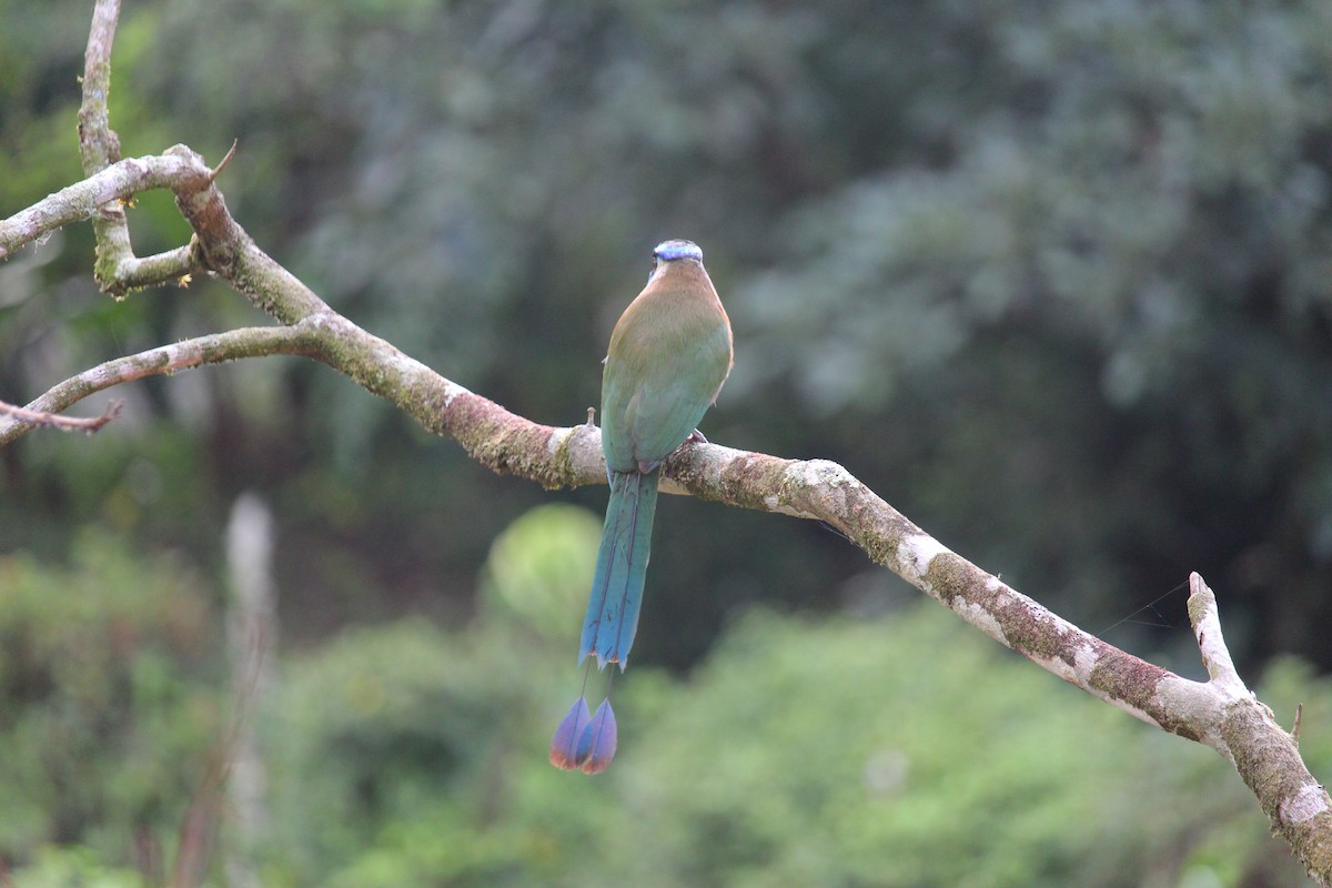 Lesson's Motmot - ML646027582