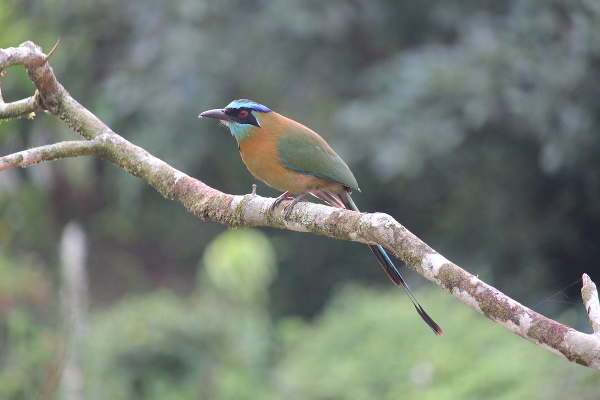 Lesson's Motmot - ML646027583