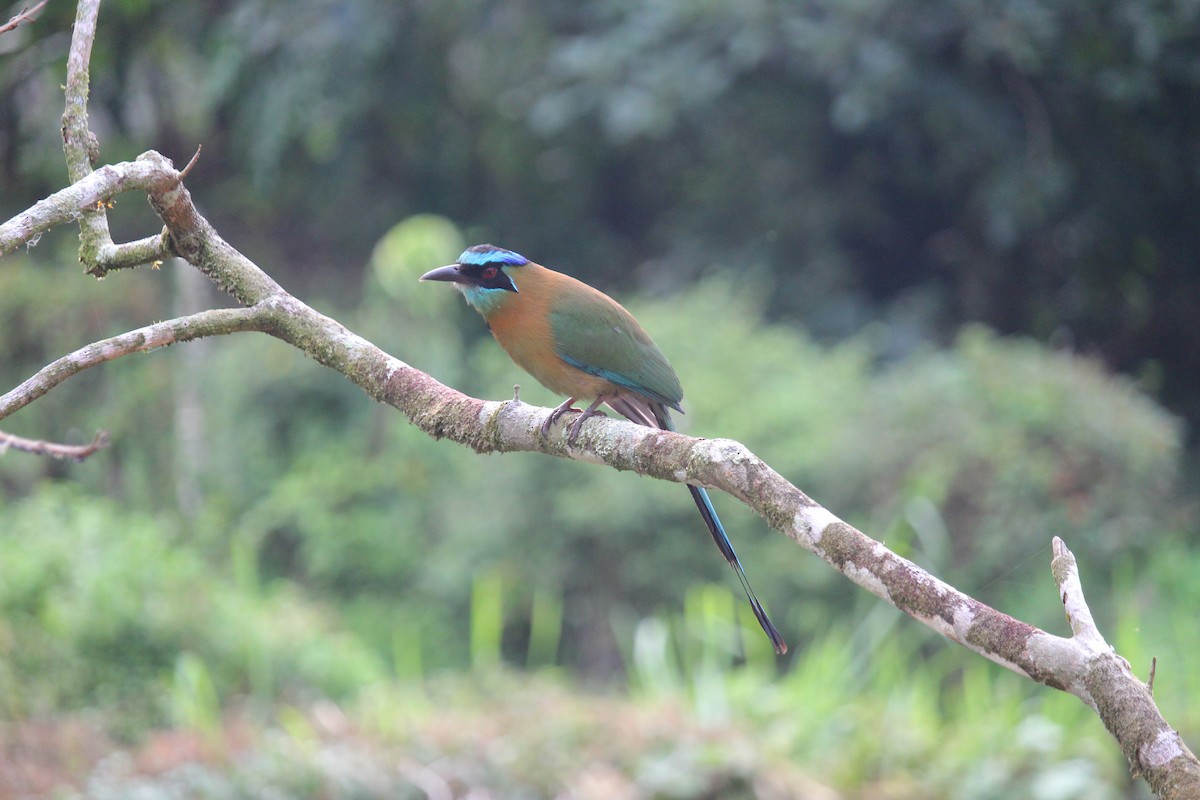 Lesson's Motmot - ML646027584