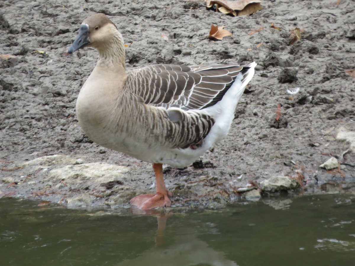 Graugans (domestiziert) - ML646027586