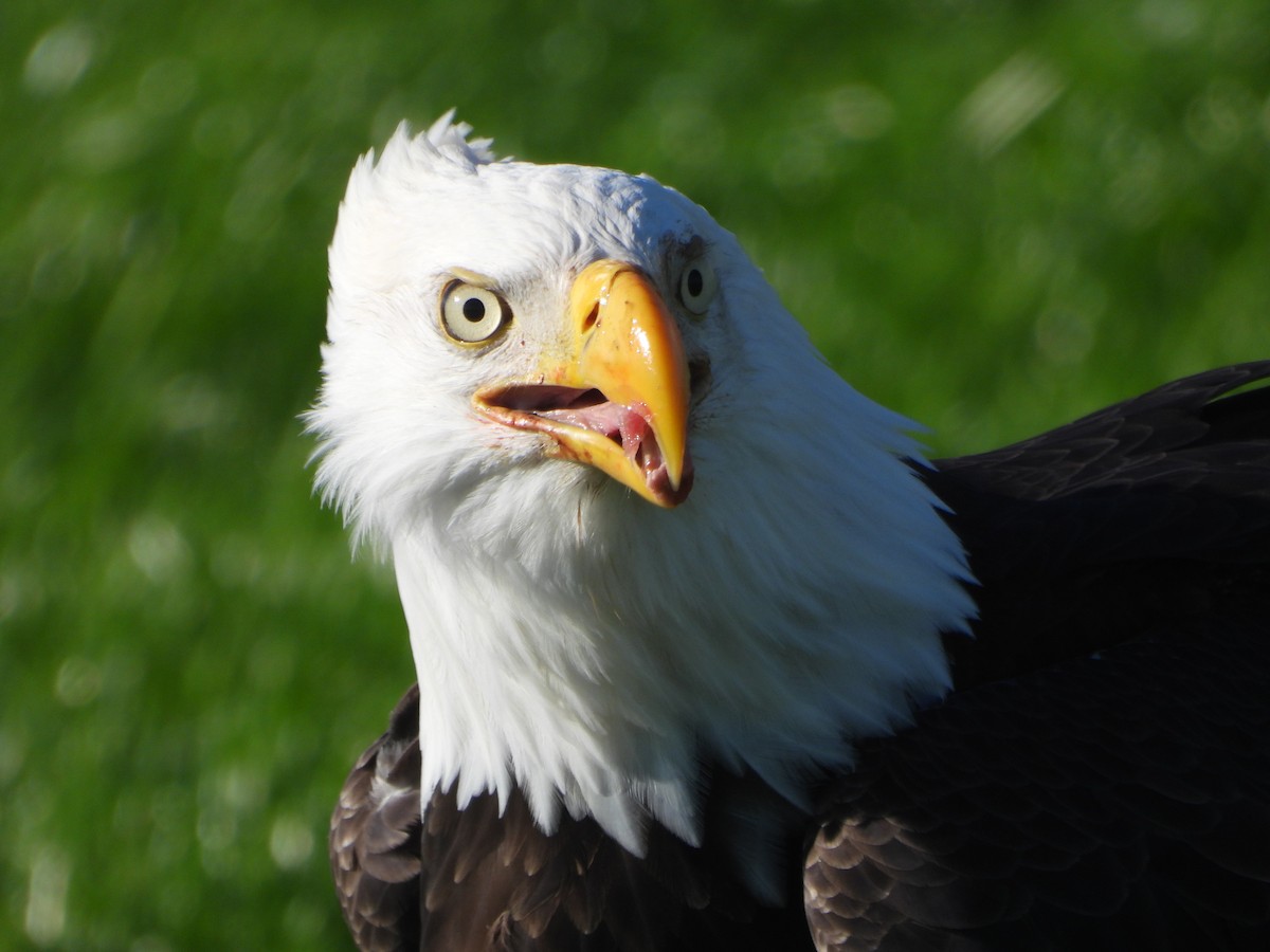 Bald Eagle - ML646027591
