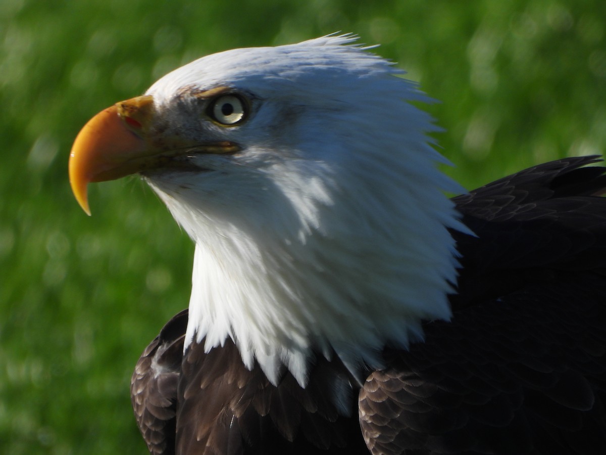 Pygargue à tête blanche - ML646027592