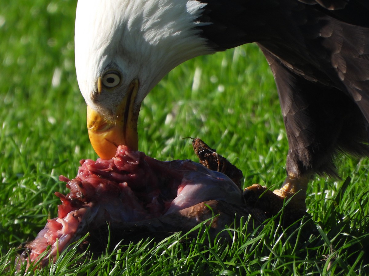Bald Eagle - ML646027593