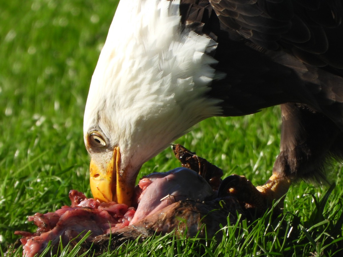 Bald Eagle - ML646027594