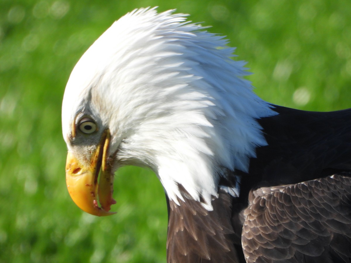 Bald Eagle - ML646027596