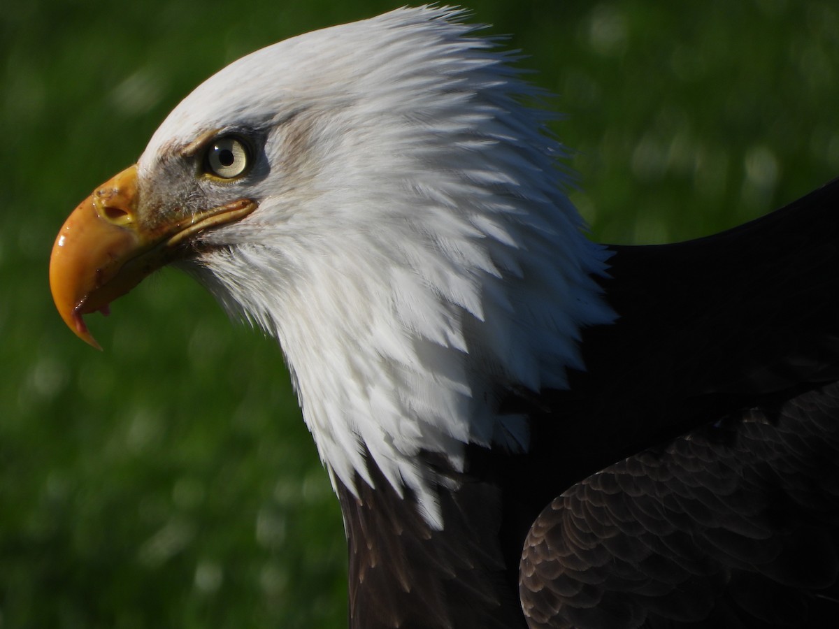 Bald Eagle - ML646027597