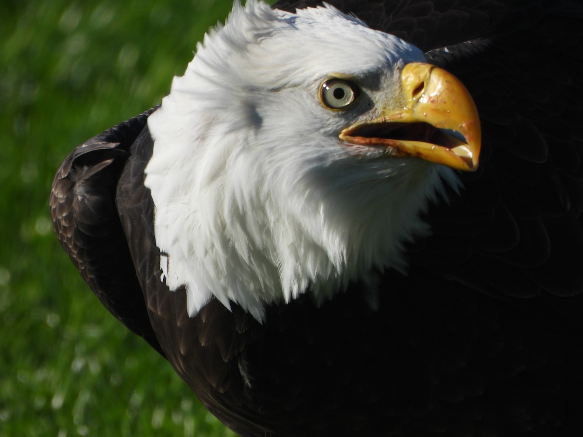 Bald Eagle - ML646027598