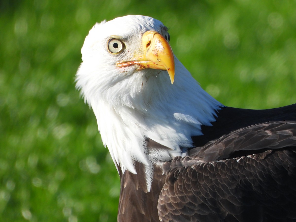 Bald Eagle - ML646027599