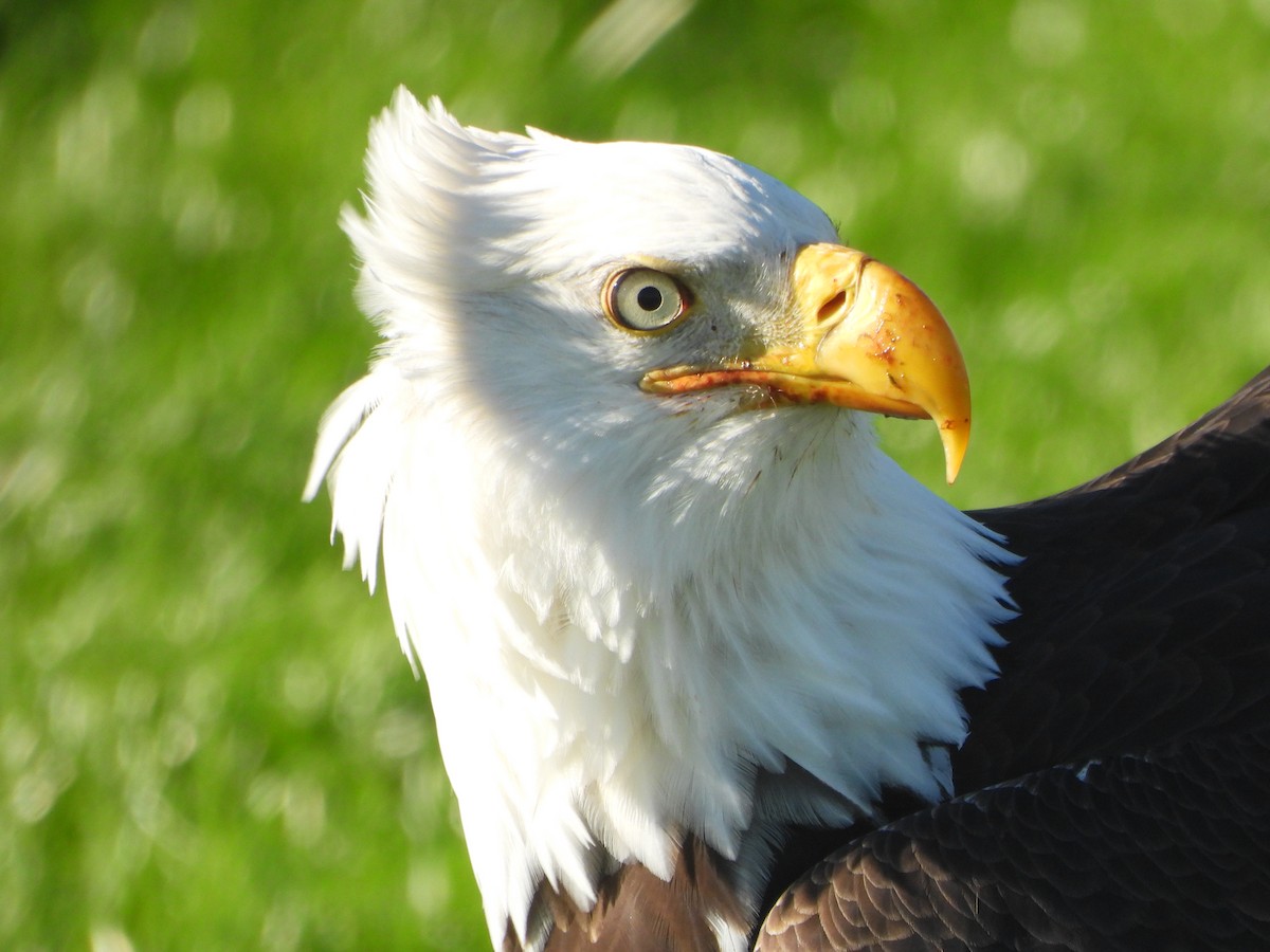 Pygargue à tête blanche - ML646027601