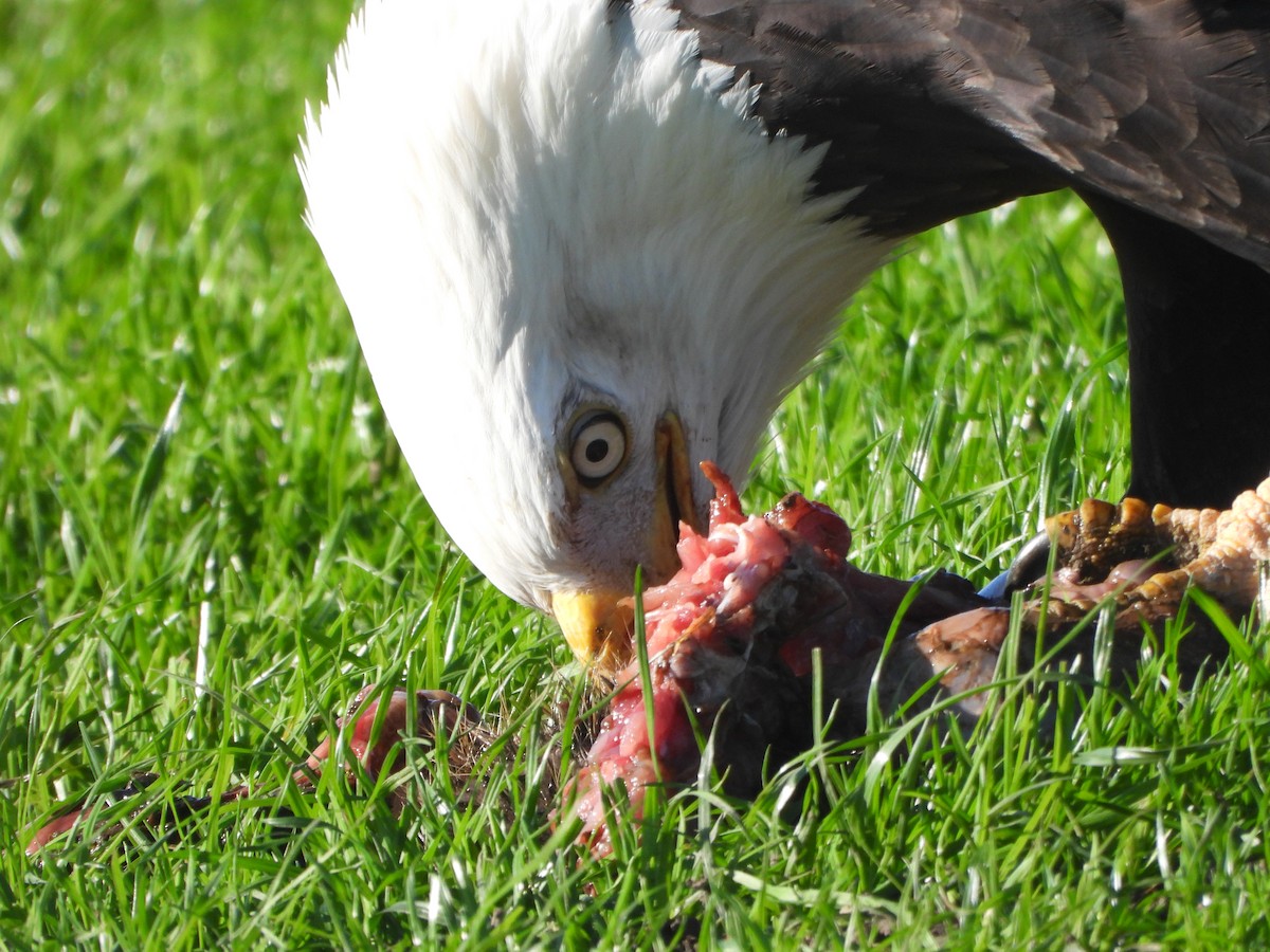 Bald Eagle - ML646027604