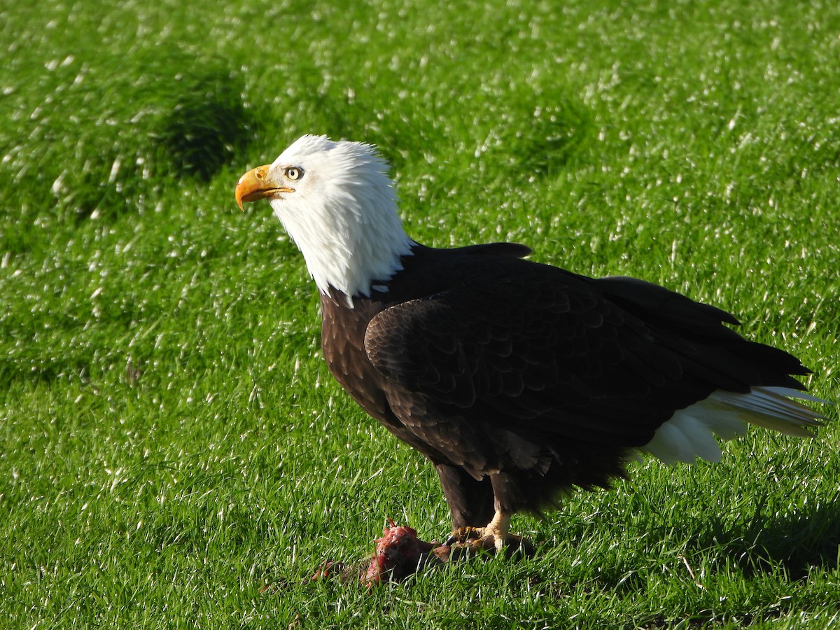 Bald Eagle - ML646027605