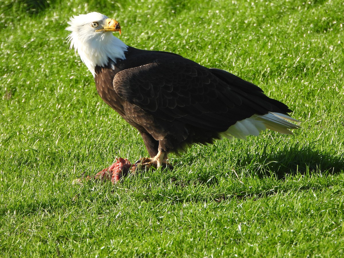 Pygargue à tête blanche - ML646027607