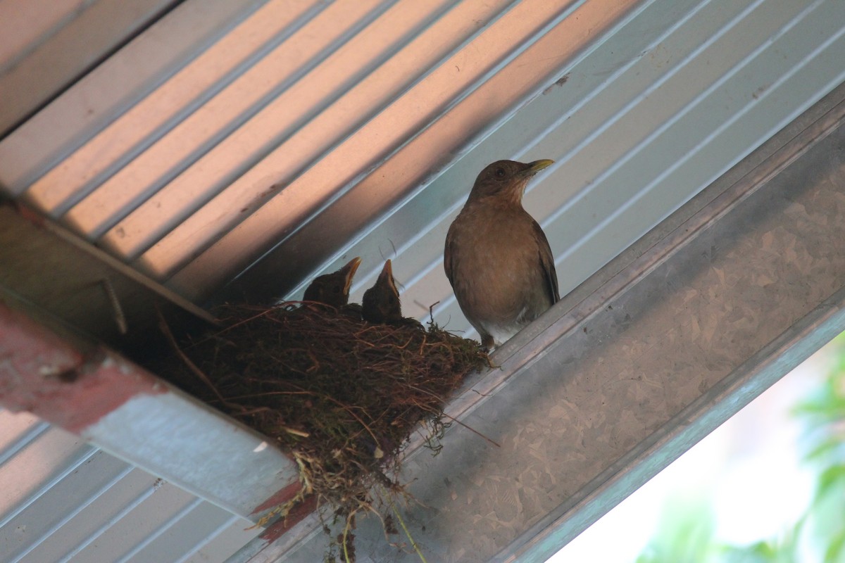 Clay-colored Thrush - ML646027608