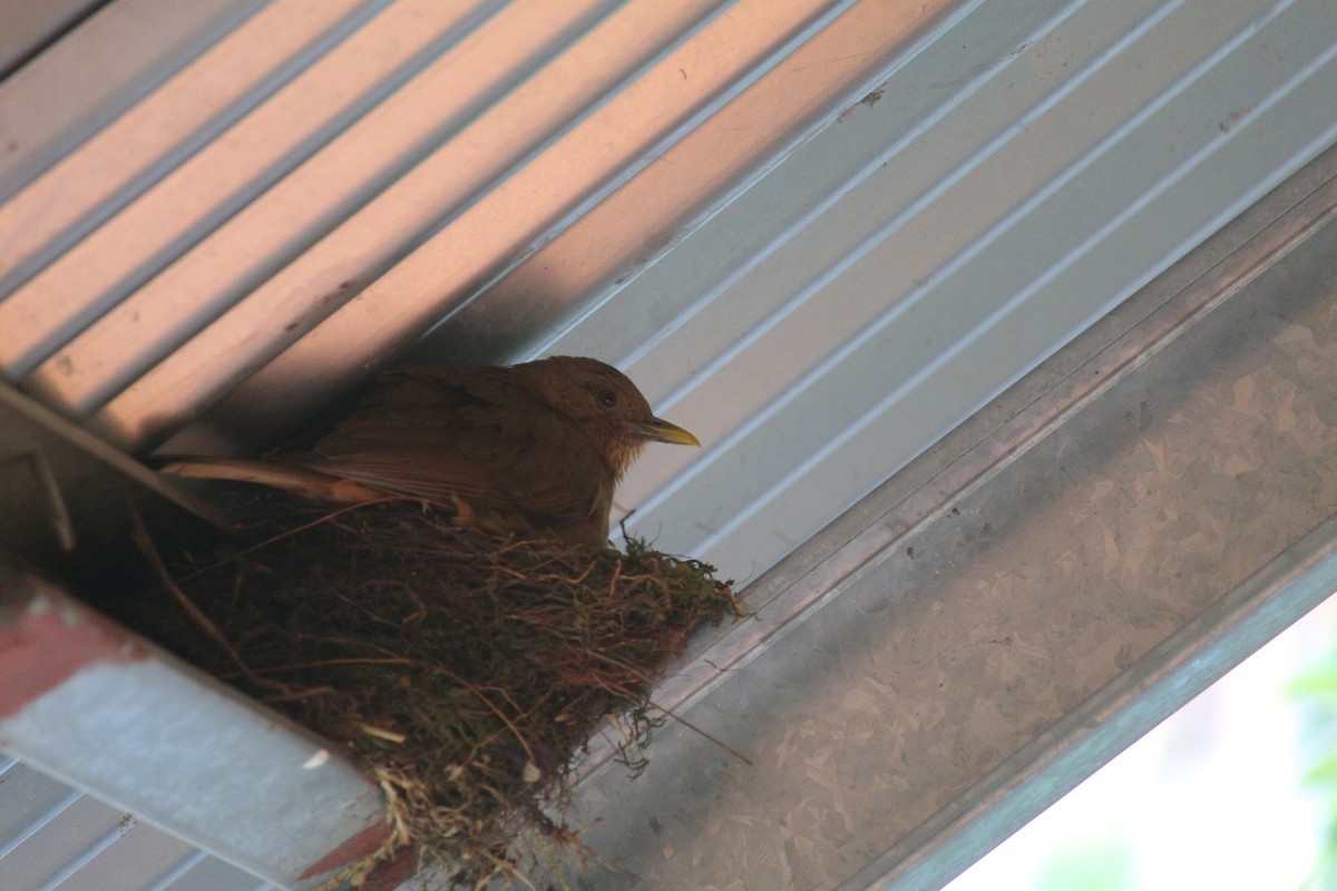 Clay-colored Thrush - ML646027609