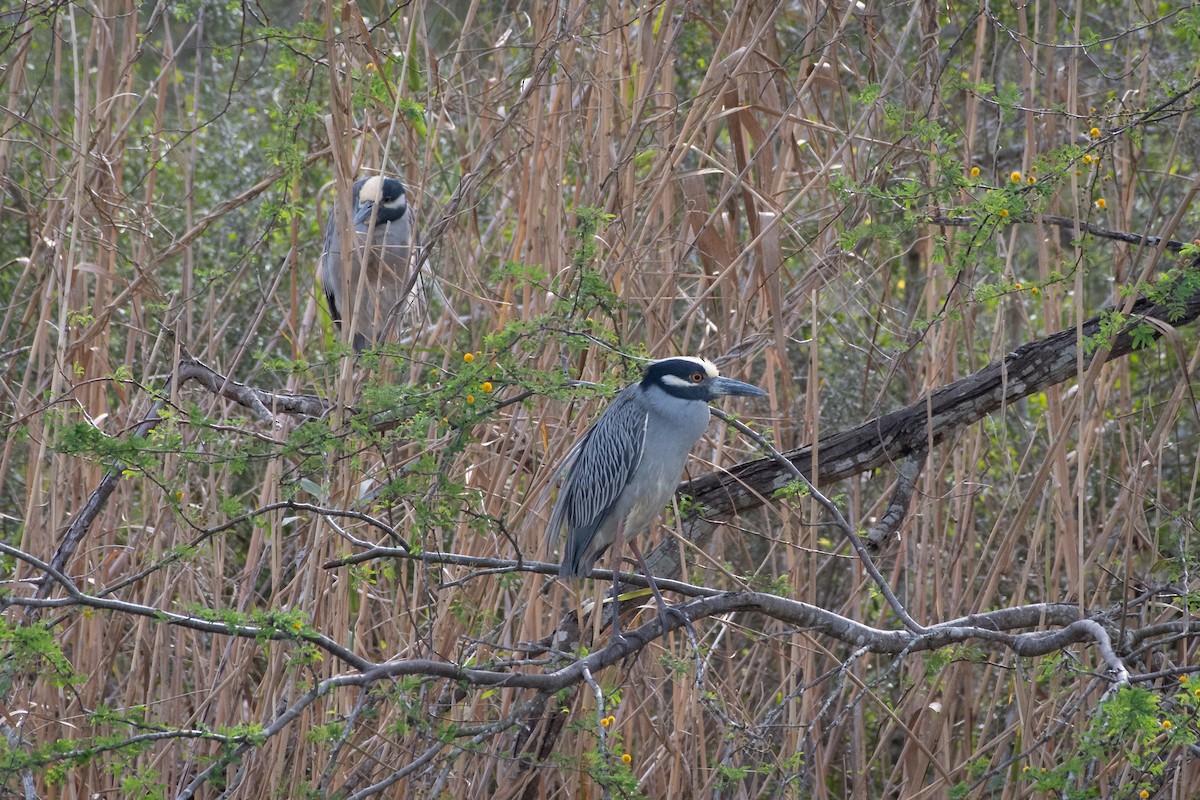 Квак чорногорлий - ML646027610