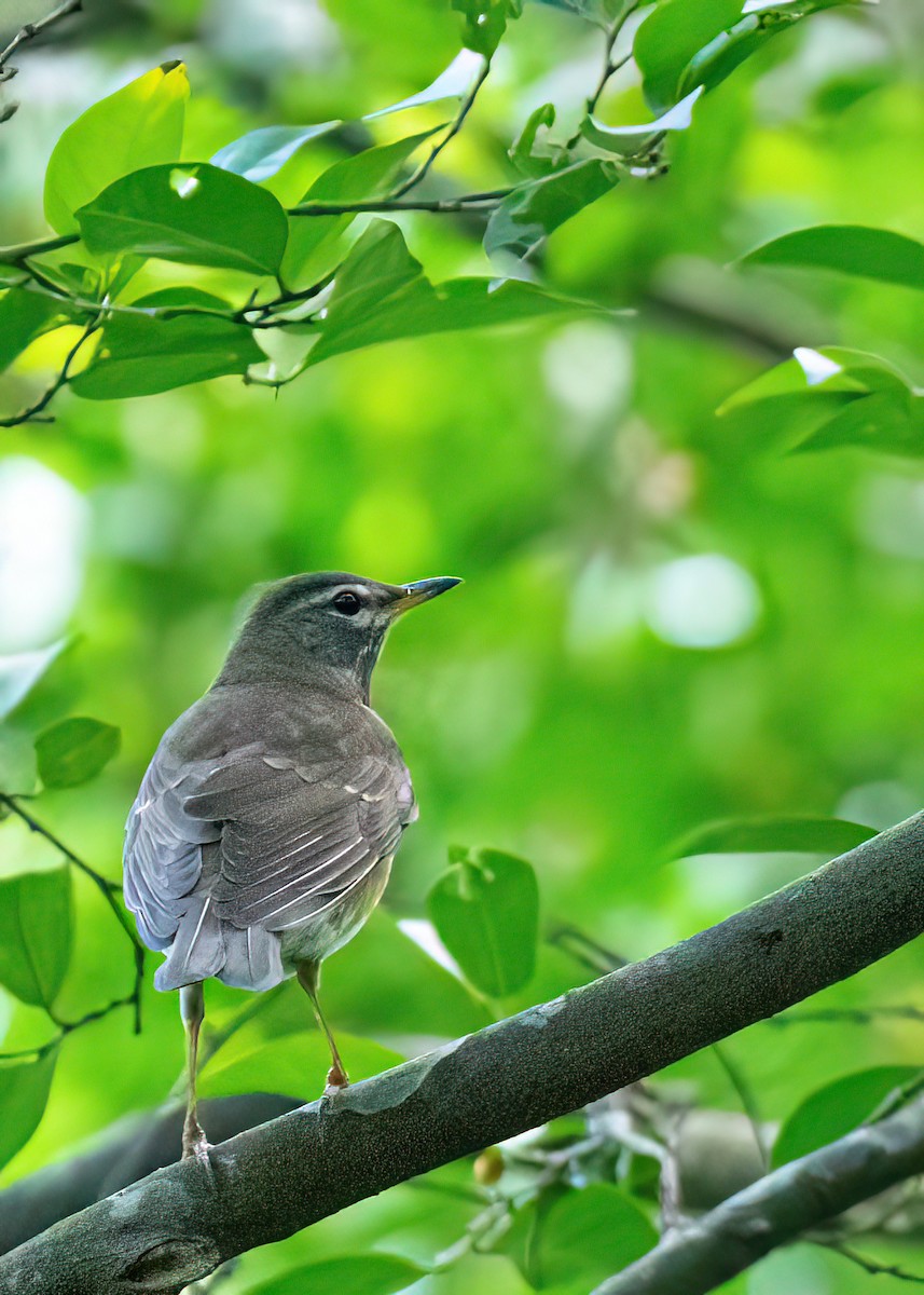 Eyebrowed Thrush - ML646027613