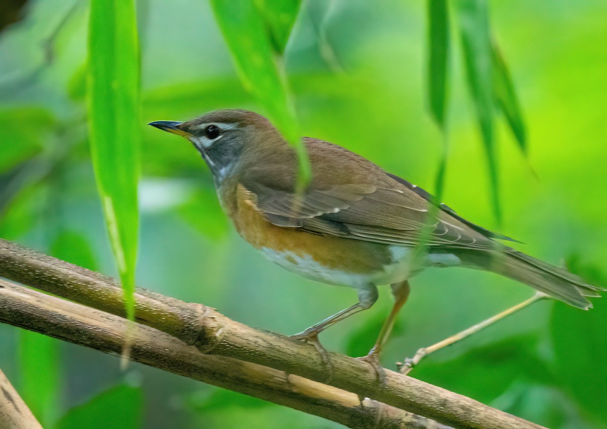 Eyebrowed Thrush - ML646027615
