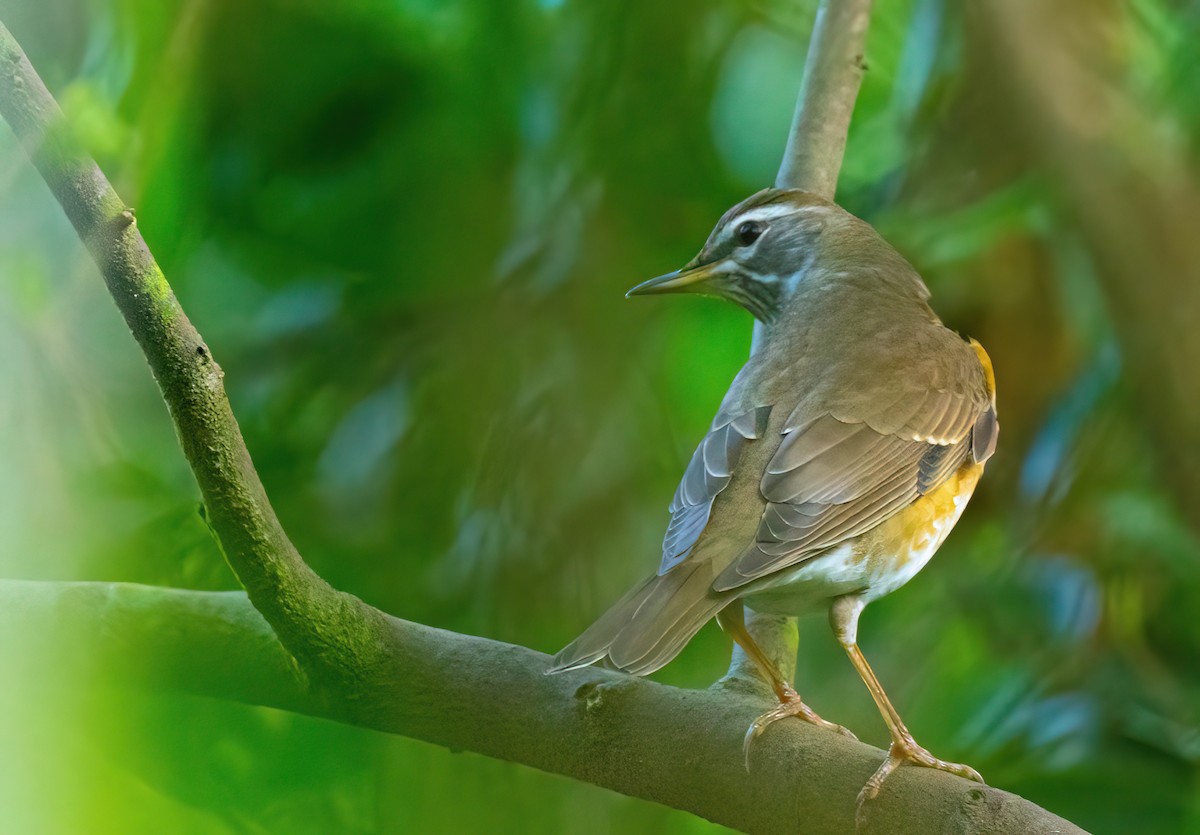 Eyebrowed Thrush - ML646027616