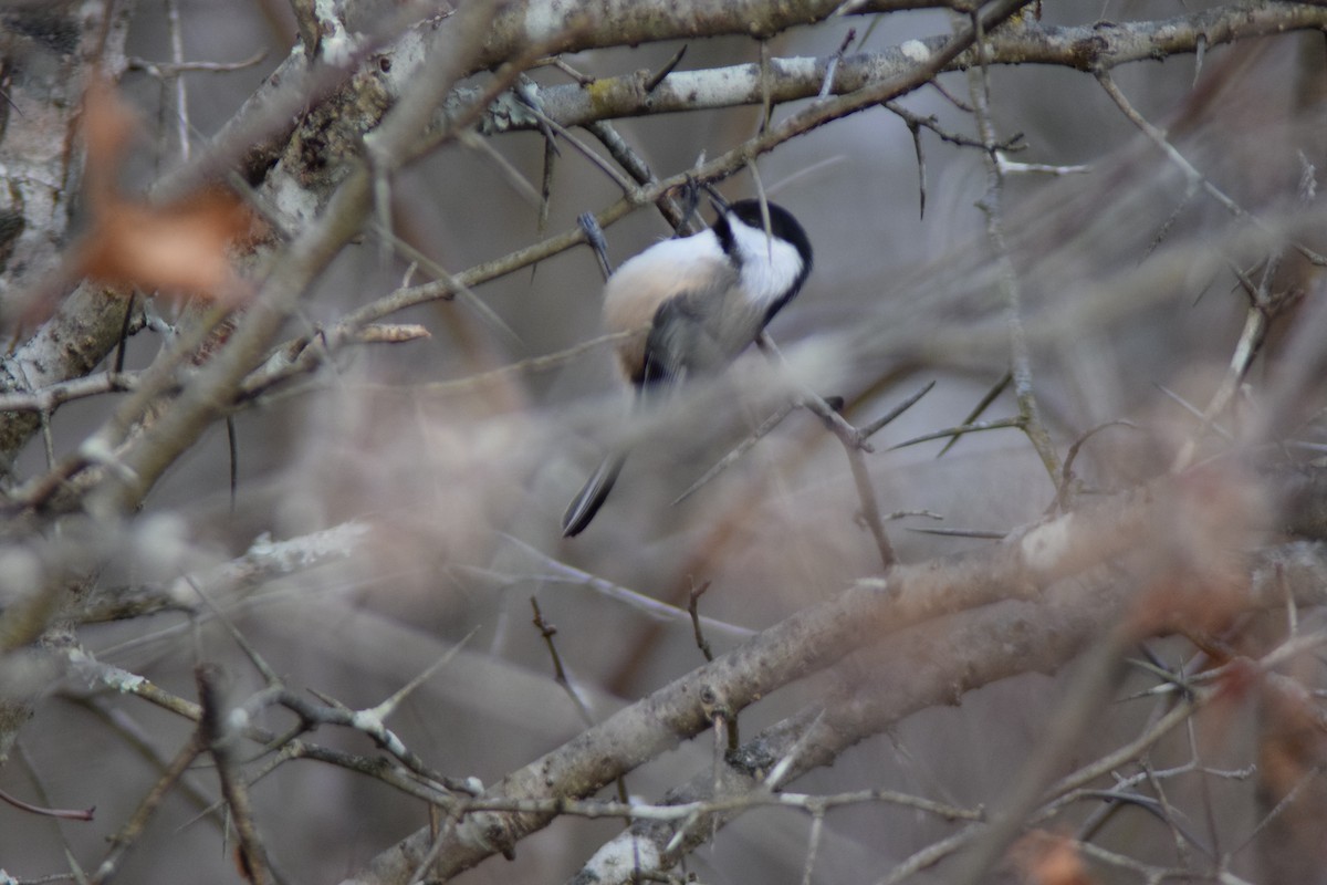 Гаїчка світлокрила - ML646027617