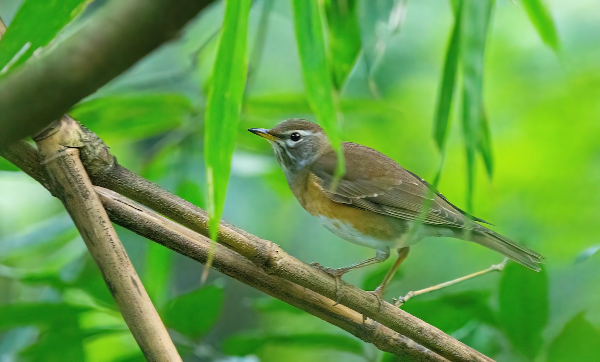 Eyebrowed Thrush - ML646027618