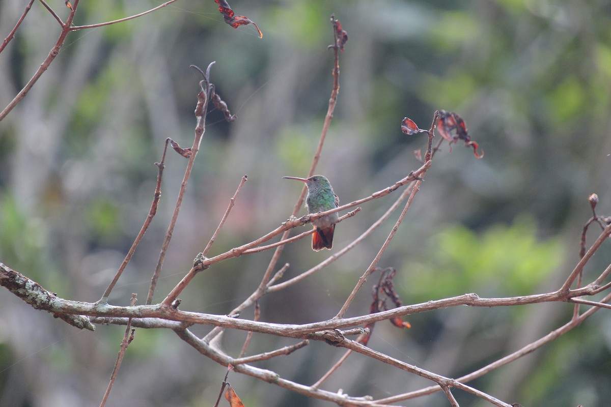 Rufous-tailed Hummingbird - ML646027619