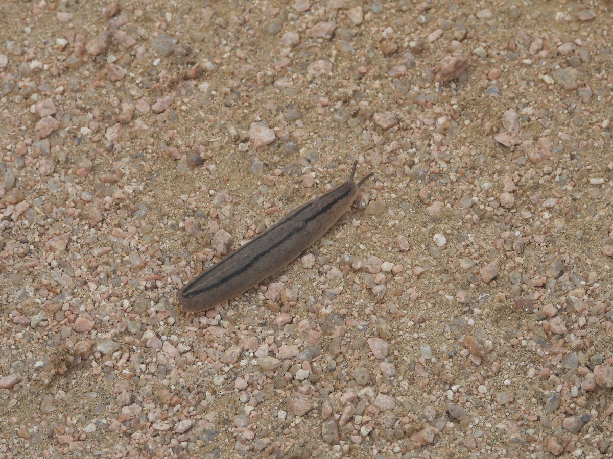 Mollusks - ML646027621