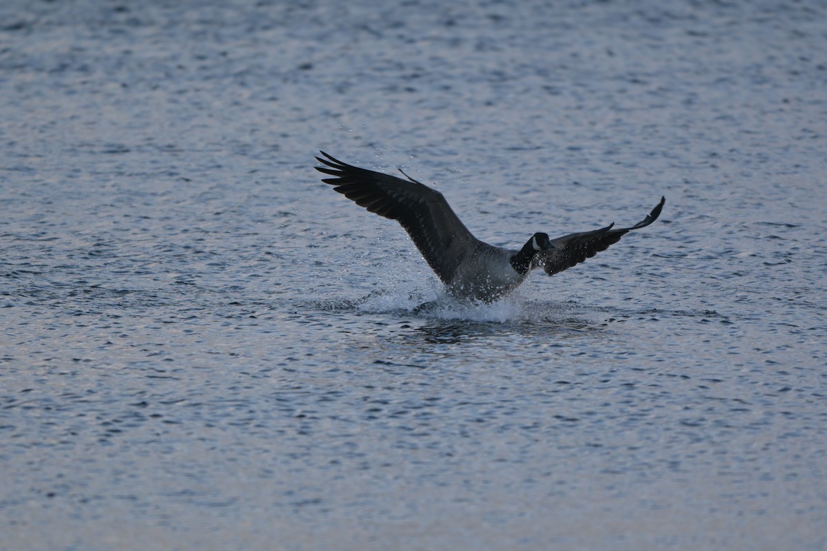 Kanadagans - ML646027622