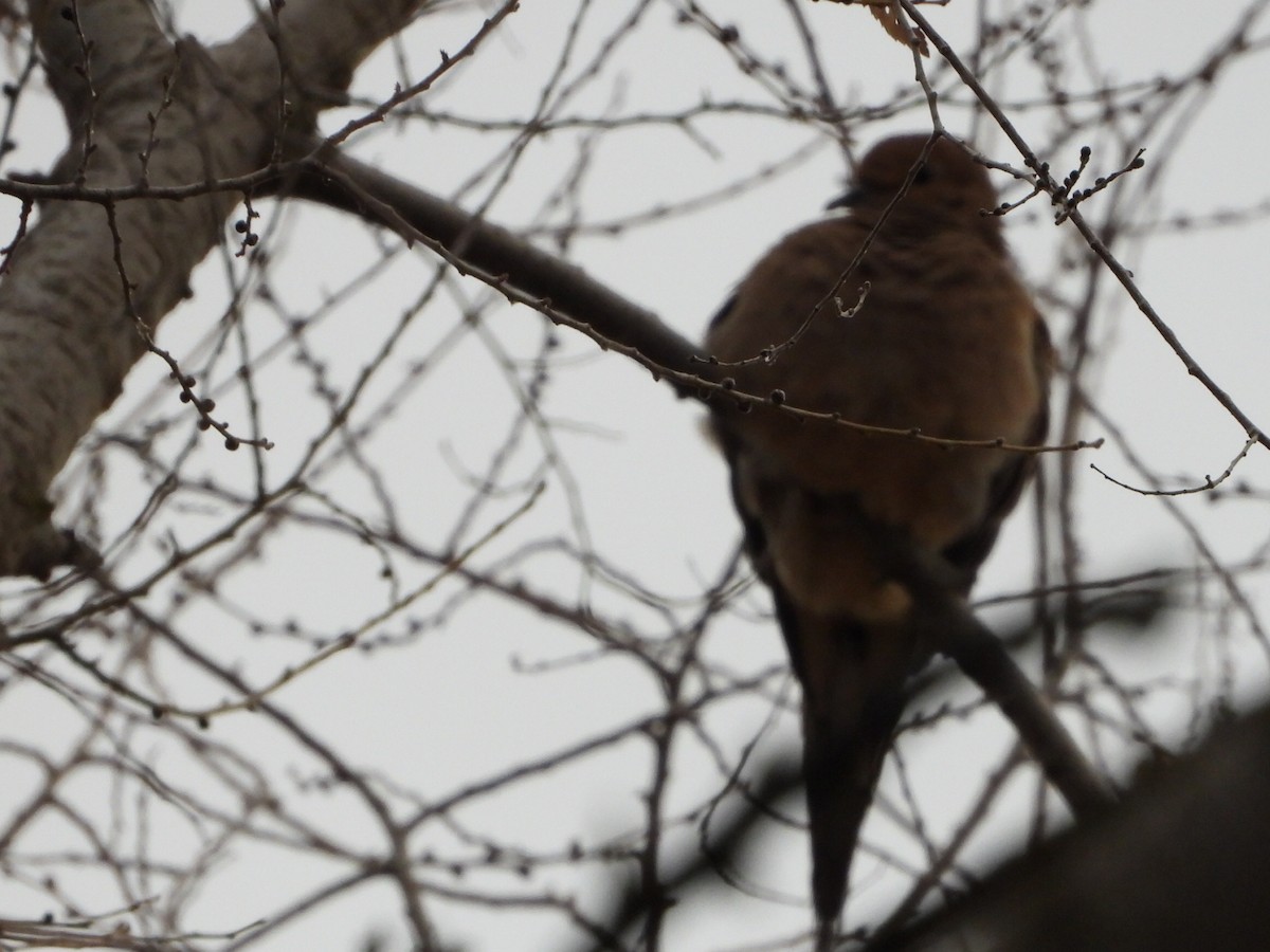 Mourning Dove - ML646027627