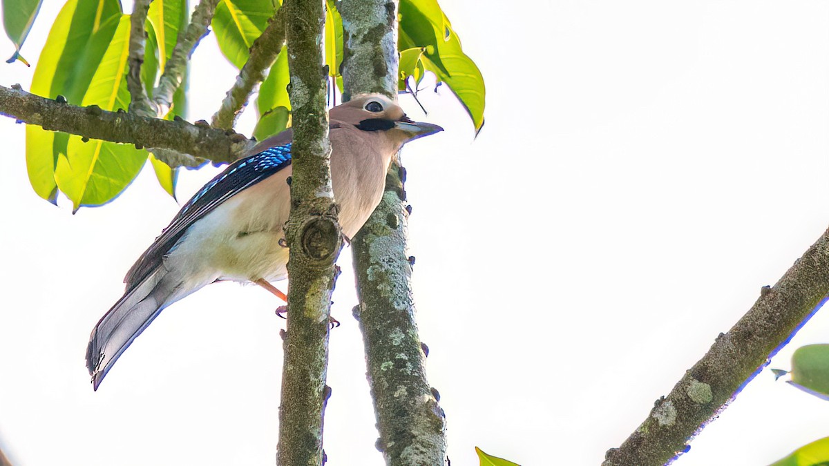 Eurasian Jay - ML646027630