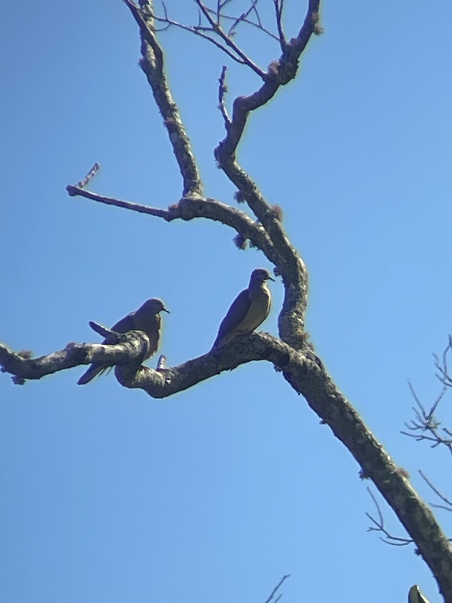 Зенаїда південна - ML646027633